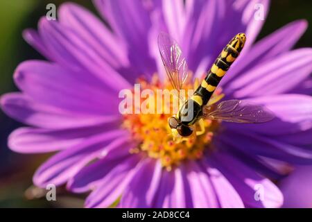 Hoverfly long sur un aster en automne Banque D'Images