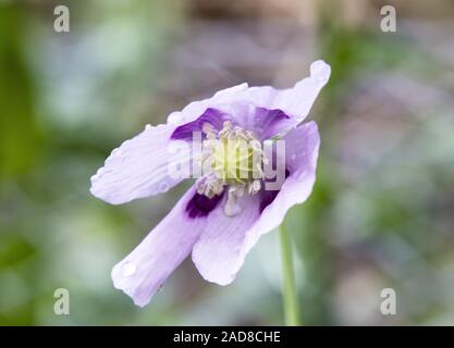 'Pavot Papaver somniferum' Banque D'Images