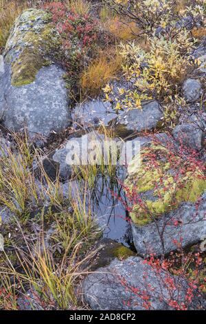 Couleurs d'automne sur le sol, Dundret Gellivare, réserve naturelle, Laponie, Suède Banque D'Images
