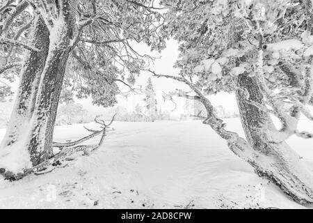 Les pins couverts de neige, Dundret Gellivare, réserve naturelle, Laponie, Suède Banque D'Images