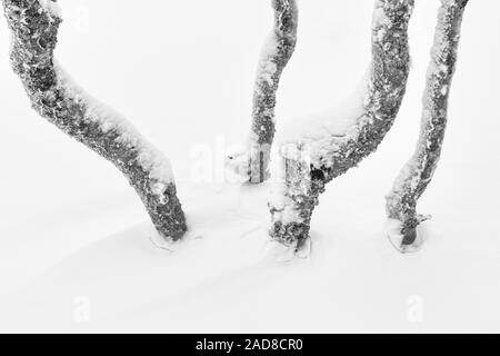 La neige a couvert de bouleaux, Dundret Gellivare, réserve naturelle, Laponie, Suède Banque D'Images