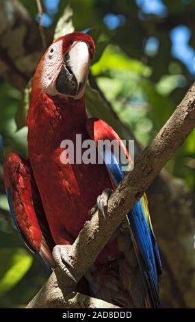 Perroquet rouge et vert s'asseoir sur une branche d'arbre Panama Banque D'Images