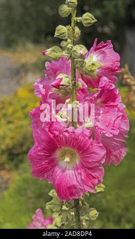 Rose Trémière Alcea rosea 'commun' Banque D'Images