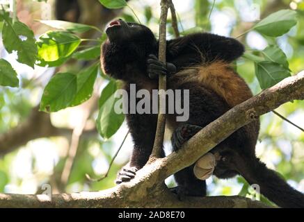 Singe hurleur dans un arbre sur une île dans le golfe de Chiriqui panama Banque D'Images