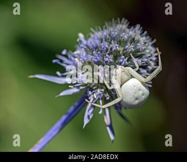 Araignée crabe fleur 'misumena vatia' Banque D'Images