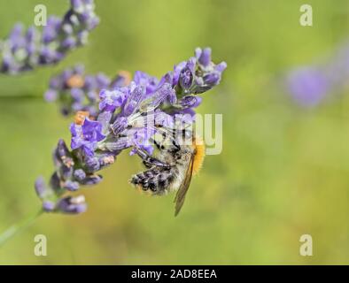 Carder2170 'Bombus pascuorum' sur la lavande Banque D'Images