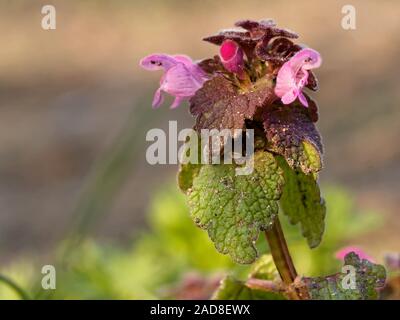 Spotted dead-nettle Banque D'Images