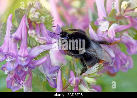 Red-tailed bumblebee sur larksporn creux Banque D'Images