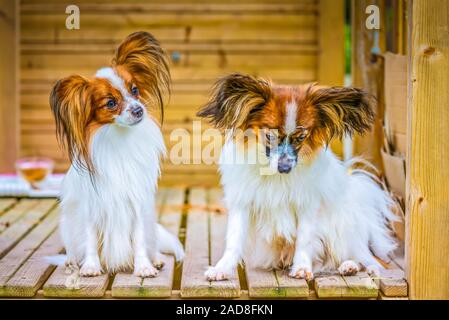 Portrait de plein air d'un papillon chiens purebreed Banque D'Images