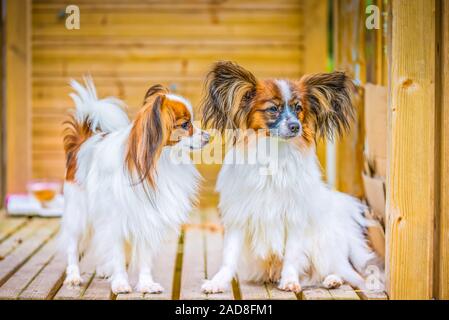 Portrait de plein air d'un papillon chiens purebreed Banque D'Images