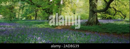 Bluebells dans une forêt, Perrow Thorp Arboretum, North Yorkshire, Angleterre Banque D'Images