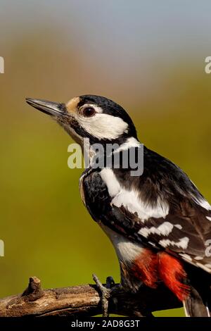 Great spotted woodpecker Banque D'Images