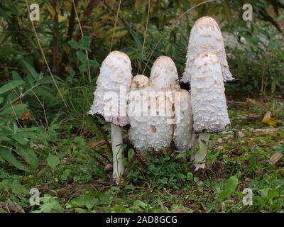 Cap d'encre shaggy, avocat, la perruque de Shaggy mane Banque D'Images