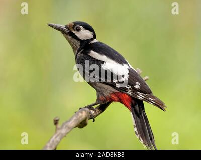 Great spotted woodpecker Banque D'Images