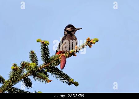 Great spotted woodpecker Banque D'Images