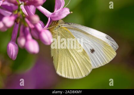 Le colza papillon blanc Banque D'Images