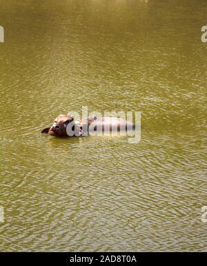 Le buffle d'eau dans le fond boueux de la rivière Indian Banque D'Images