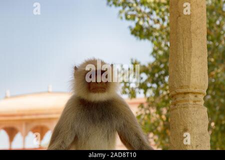 Langur portrait close-up. Banque D'Images