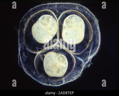 Les œufs d'escargot de l'escargot d'eau dans l'étang sous le microscope 50x Banque D'Images