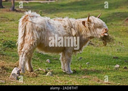 HIGHLAND COW (Bos taurus). Domestique, forme blanche, mangeant du foin. Hardy, capacité de résister à toutes les conditions météorologiques. Ecosse. ROYAUME-UNI. Banque D'Images