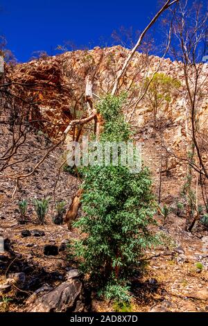 Les répercussions de la Jan 2019 de brousse et des repousses successives dans les West MacDonnell Ranges et les effets dévastateurs dans le gouffre. zone Stanley Banque D'Images