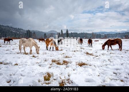Les chevaux en pâturage dans un champ de neige en hiver, dans les montagnes. Banque D'Images
