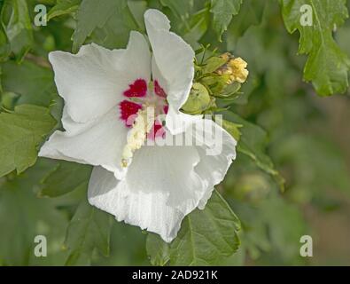 Rose de Sharon' Hibiscus syriacus ' Banque D'Images