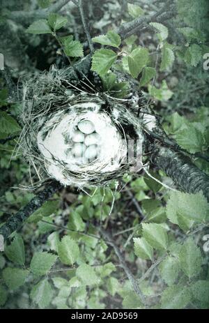 Sizerin flammé (Acanthis Arctique confortable hornemanni) nest Banque D'Images