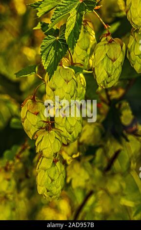 Hop commun Humulus lupulus 'Femme' Banque D'Images