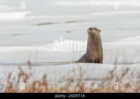 Une loutre de rivière sort d'un trou dans la glace. Banque D'Images