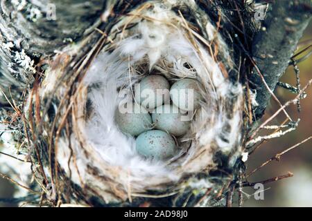 Sizerin flammé (Acanthis Arctique confortable hornemanni) nest Banque D'Images