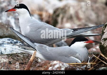 Couple d'oiseaux. L'un est assis sur un nid, un partenaire à proximité comme un territoire de la garde dans la colonie Banque D'Images