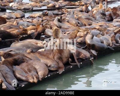 Grand groupe de lions de mer reste sur les rangées de jetées près de Pier 39 à San Francisco, Californie. Banque D'Images