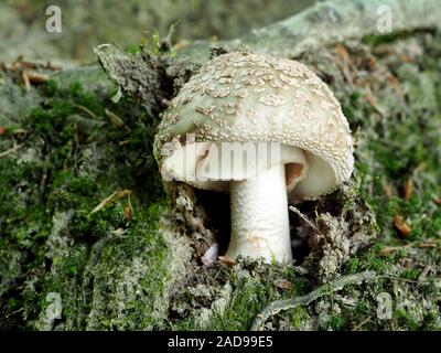 Champignons (Amanita rubescens Blusher) Banque D'Images