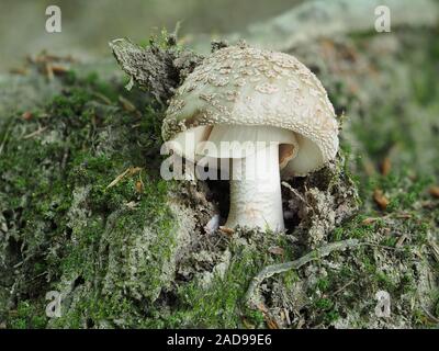 Champignons (Amanita rubescens Blusher) Banque D'Images