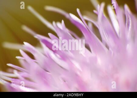 Sow-Thistle rose fleur au soleil Banque D'Images