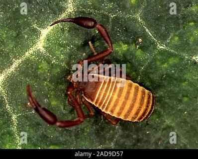 Après on leaf scorpion Banque D'Images