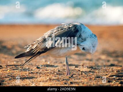 Mouette à tête blanche (Larus cachinnans) pontisus sur la mer Noire Banque D'Images