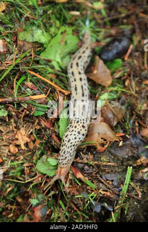 Tigerschnegel, Leopard, limaces Limax maximus Banque D'Images