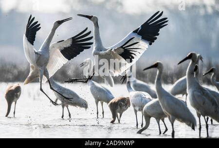 Beijing, Chine, province de Jiangxi. 19Th Mar, 2019. Grues blanches reste dans une zone humide de Wuxing Farm à Nanchang, province de Jiangxi, Chine orientale, le 3 décembre 2019. Credit : Zhou Mi/Xinhua/Alamy Live News Banque D'Images