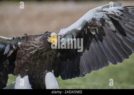 L'aigle de mer géant Banque D'Images