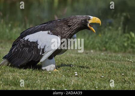 L'aigle de mer géant Banque D'Images