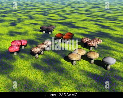 Les champignons que l'anneau d'une sorcière sur le pré Banque D'Images