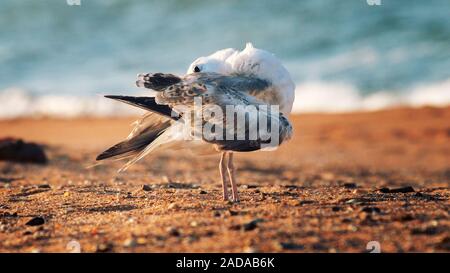 Mouette à tête blanche (Larus cachinnans) pontisus sur la mer Noire Banque D'Images