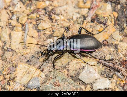 'Pluie Carabus violaceus' Banque D'Images