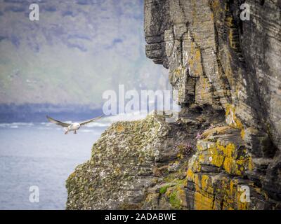 Mouette à l'atterrissage sur les falaises de Moher Banque D'Images