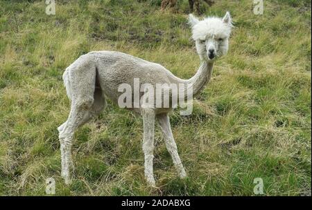 L'alpaga comme animal d'élevage, de l'Ötztal, Autriche, 57 Banque D'Images