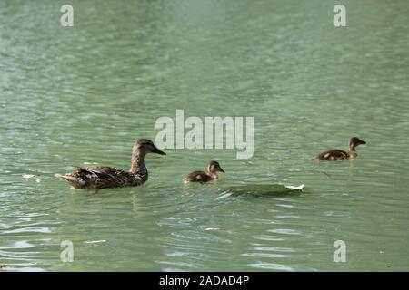 Un canard colvert femelle deux canetons nageant dans l'eau. Banque D'Images