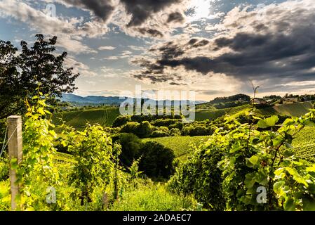L'Autriche, la Styrie du sud voyage destination vignobles. Haut lieu touristique de la vigne Banque D'Images