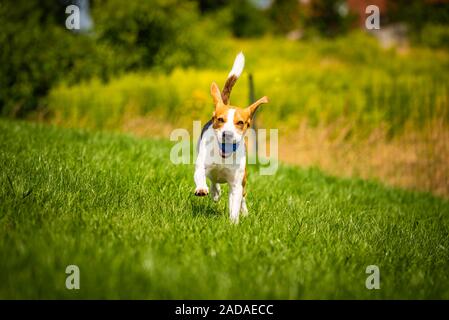 Chien Beagle in jardin extérieur courir et sauter avec balle vers Banque D'Images